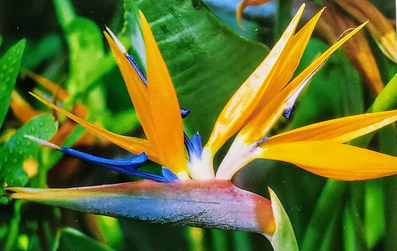 A tale of three seeds from the islands