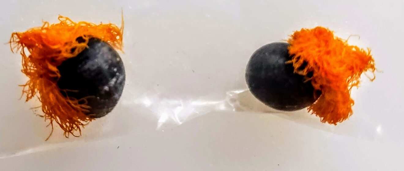 orange fluff with deep purple hard seed