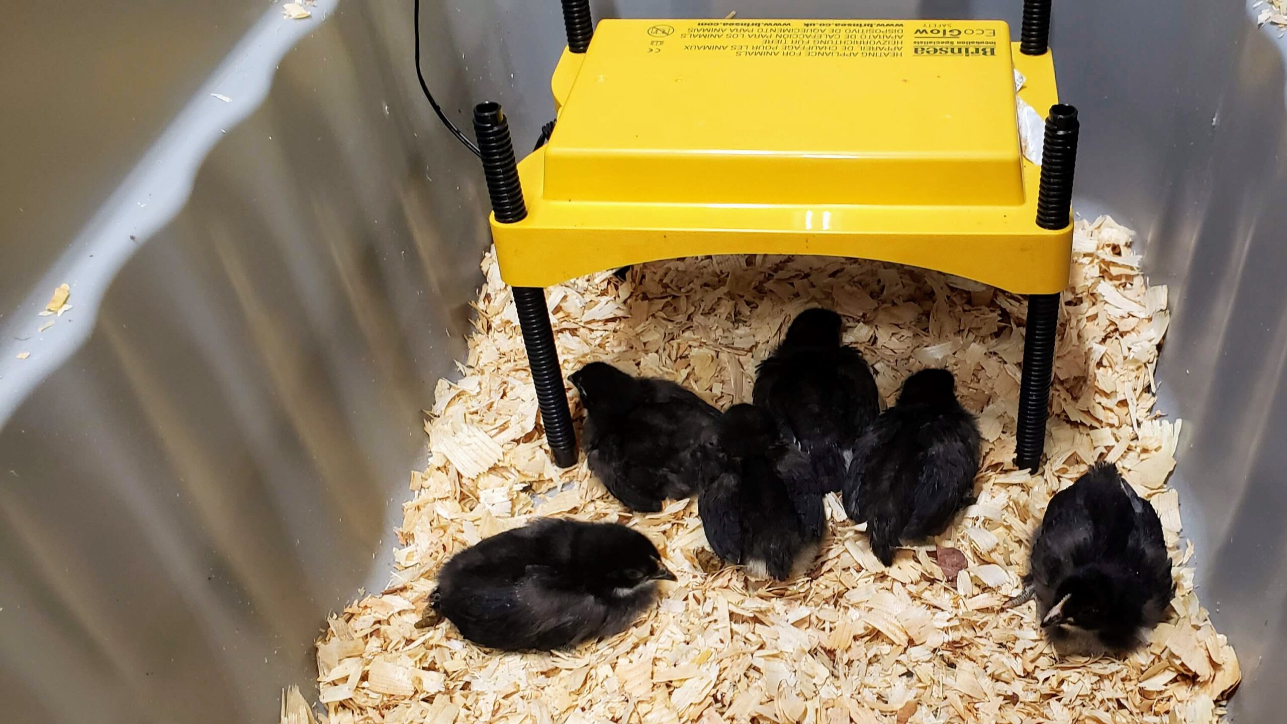 6 Mystic Maran chicks