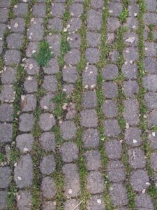 close up of cobbles with weeds growing between them.