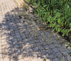 same pavers 2 weeks after having been sprayed with weed killer