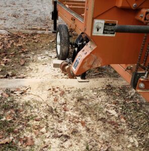 Sawdust from cutting one log under the sawmill.