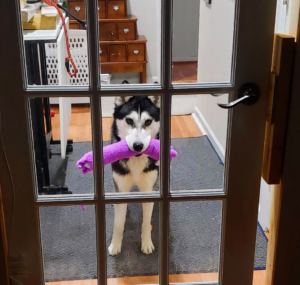 Husky, Taz, has purple bo bo in his mouth looking through glass door wanting to come out.