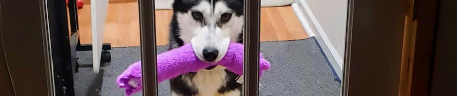 Husky, Taz, has purple bo bo in his mouth looking through glass door wanting to come out.