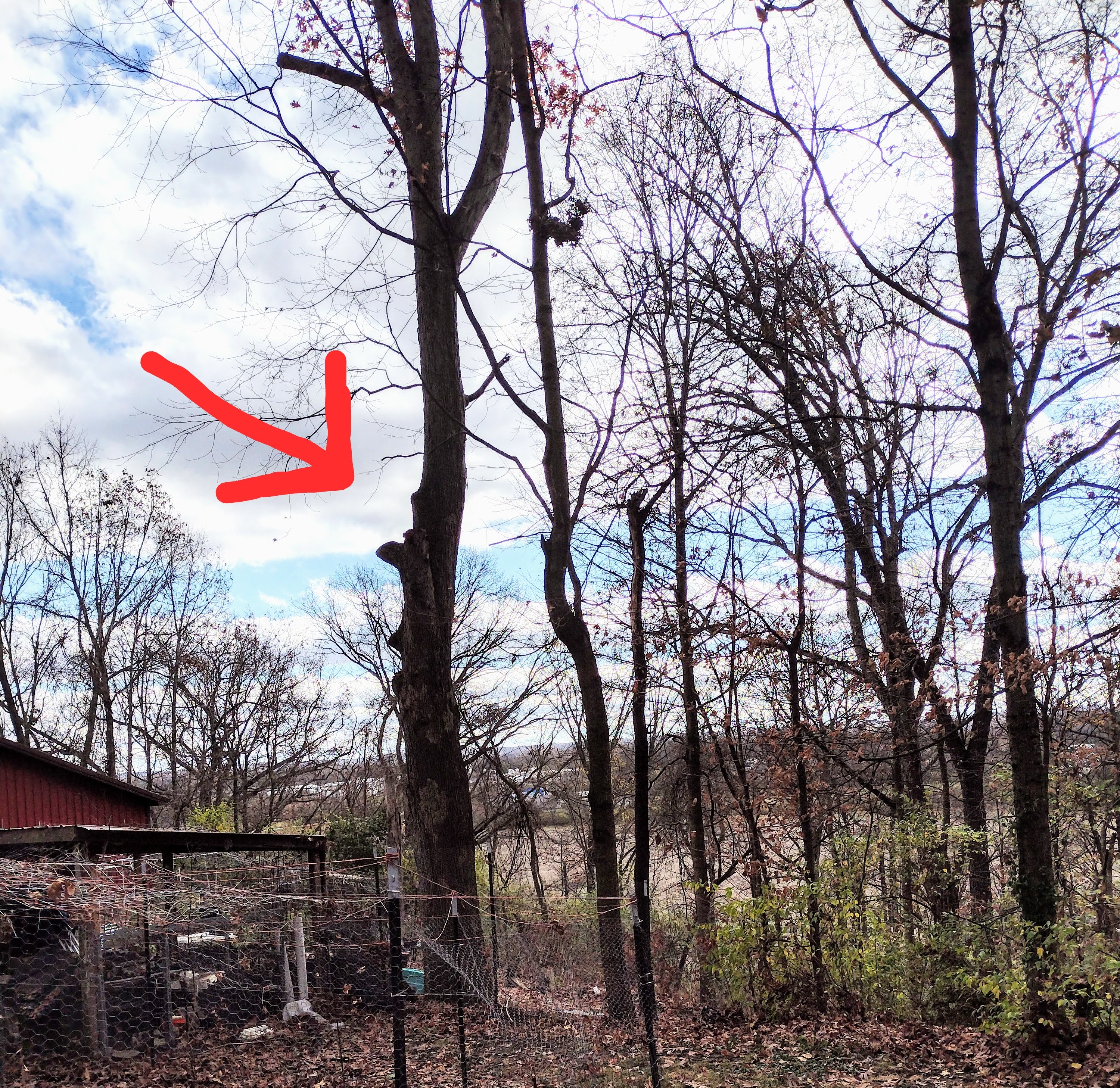 large oak tree after tree service cut two large branches off