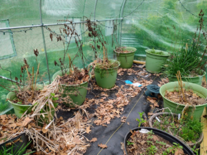 Inside of smaller greenhouse 11 large herb planters