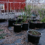 Raised Beds and Garden Greenhouses
