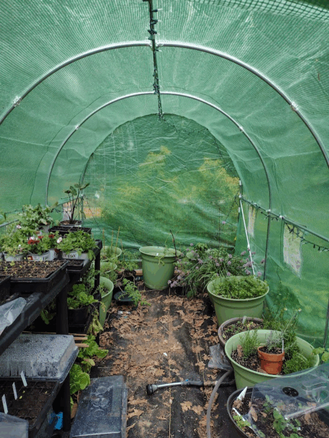 Small greenhouse interior view.