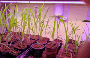 basement corn