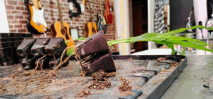 corn roots in 6 cell pots