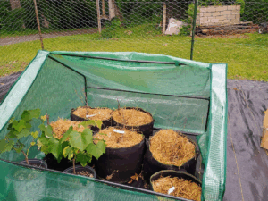 Alsi 4.5 x 4.5 greenhouse