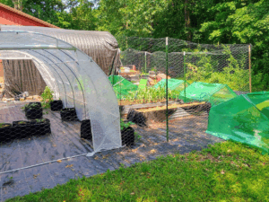 New garden area week 2, greenhouse moved, corn box in, sweet potatoes planted.