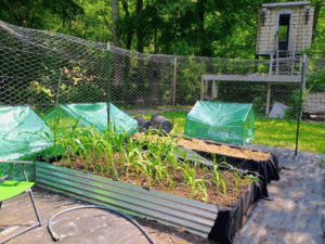New corn and sweet potato boxes.