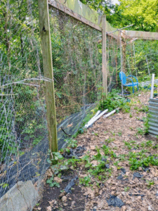 The back wall of the original garden where the short boxes were taken out to be used to build the corn box.