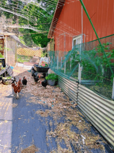 3 boxes along the shop wall. shows fencing protecting them from the chickens.