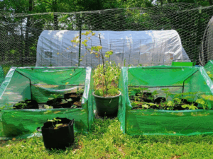Front of garden fence, grapes, small greenhouses with winter squash and pumpking