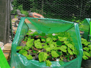 pumpkins in a little greenhouse