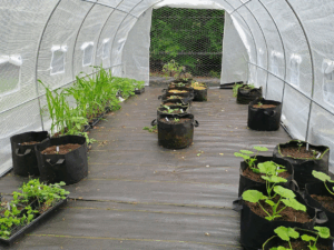 Late May the garden starts in the poly tunnel