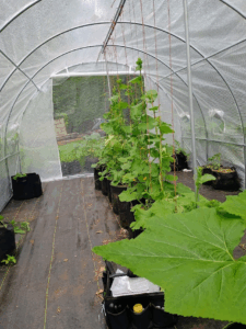 Cantaloupes' down the center, watermelons on the sides, one large squash leaf in the front