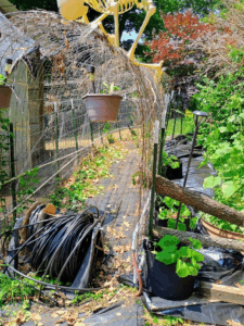 Pumpkin bags on the outside of the skeleton arch