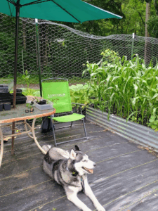 Husky laying in front of the table, pumpkins on outside of fence, corn in box on the side