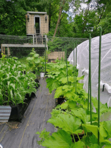 Summer Squash plants with leaves tied up making a better path between them and the corn and sweet potatoes.