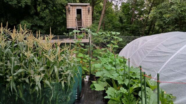 Corn, squash, and pumpkins by the greenhouse