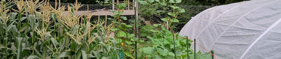 Corn, squash, and pumpkins by the greenhouse