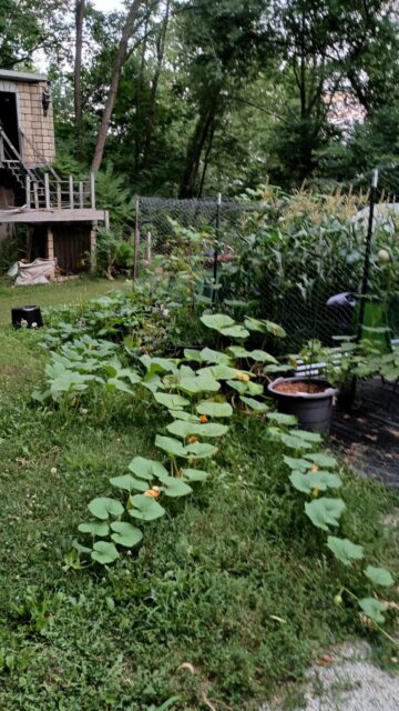 Front Fence Pumpkins