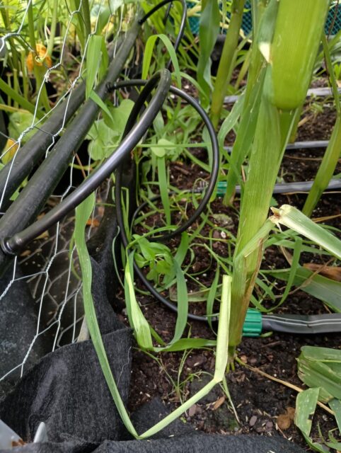 Drip Tape Assemblies Installed