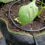 Garden Irrigation – Drip Rings