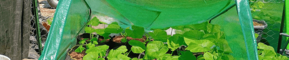 2025 Aldi mini greenhouse full of pumpkins planted in grow bags.