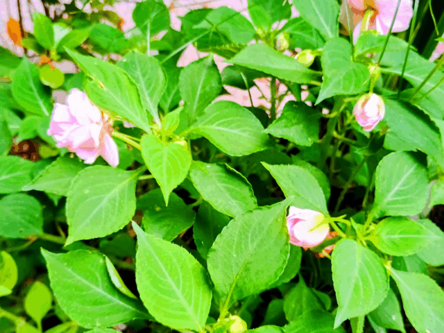 Double pink impatient