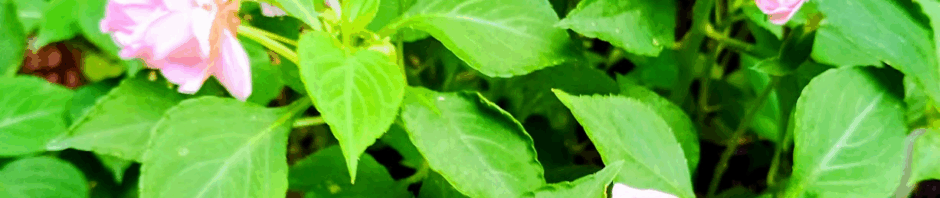 Double pink impatient