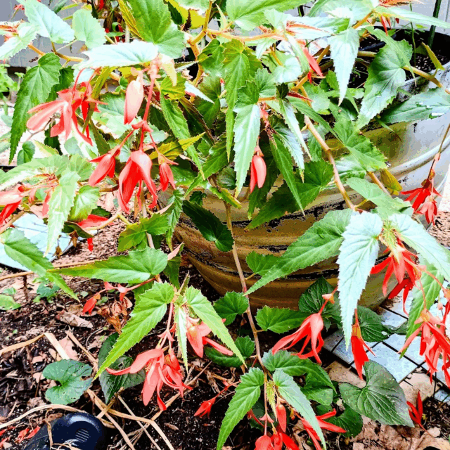 large red begonia that looks like a bird of paradise