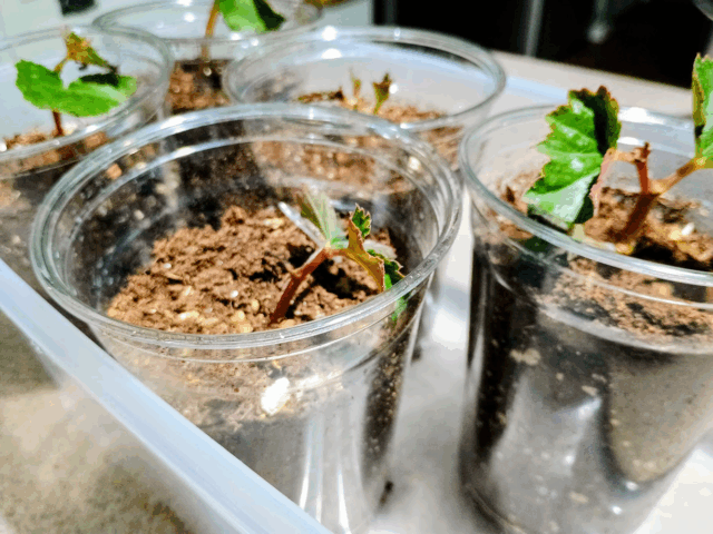 unknown begonias potted up using 3 cup method