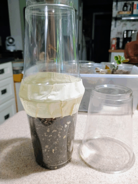 Two cups taped together