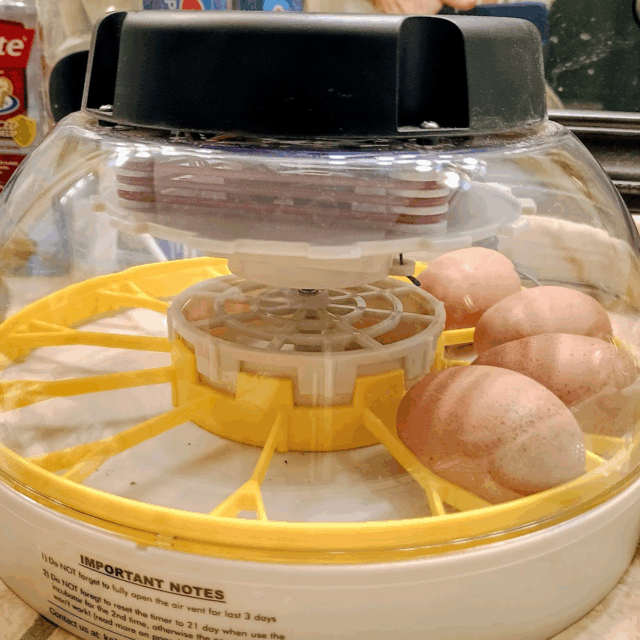 4 chicken eggs in a small incubator