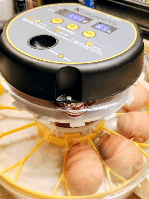 top of the little incubator showing it's settings