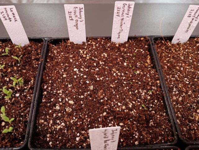 Seedlings with Tags