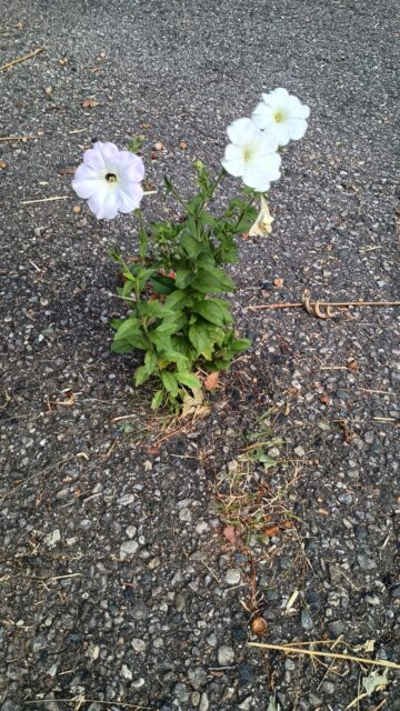 Petunias in Asphalt