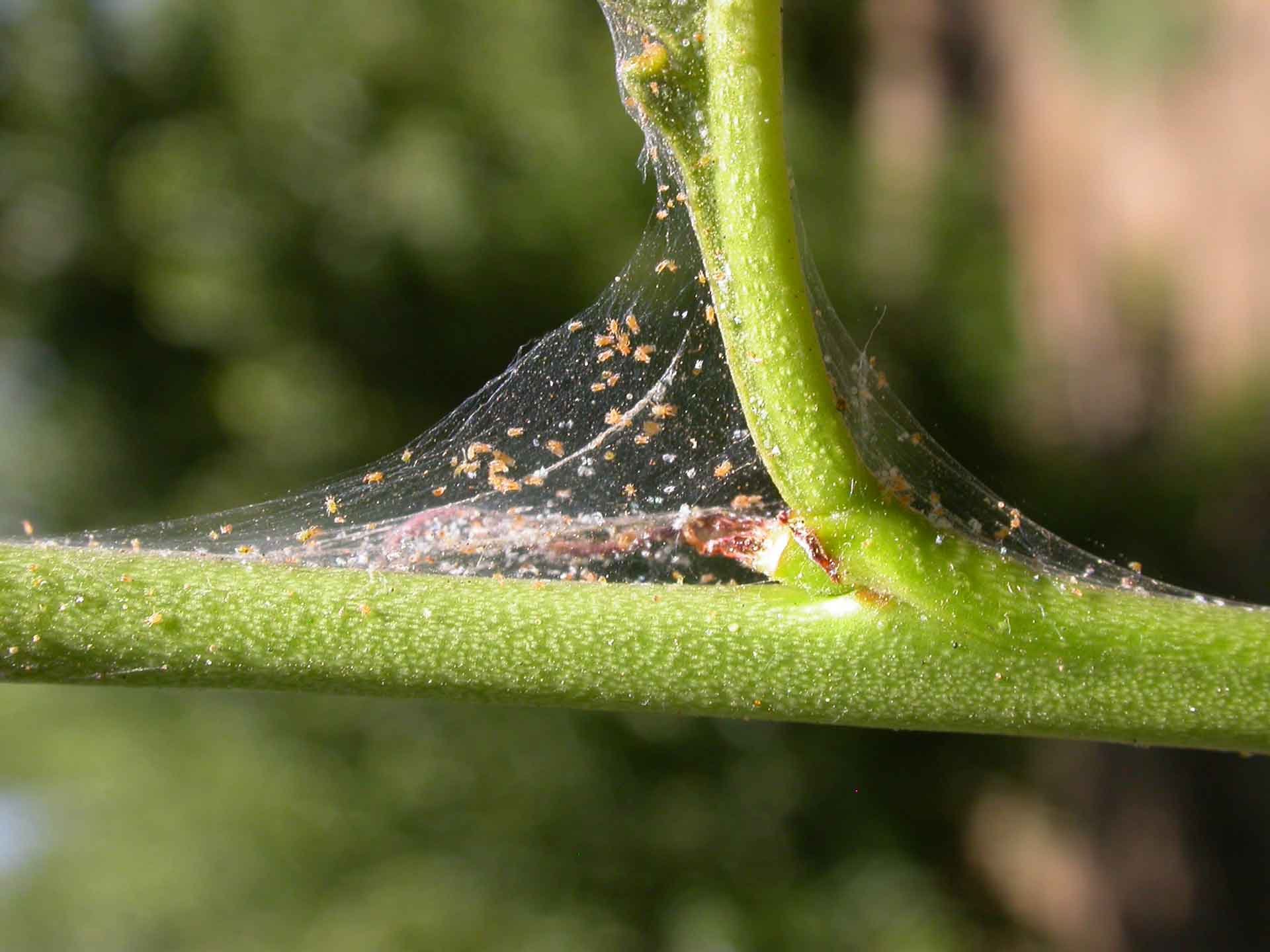 White Fly and Spider Mites Invaded The Seed Starting Room | Borouz  Woodworking