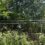 Adjustable Tomato Trellis